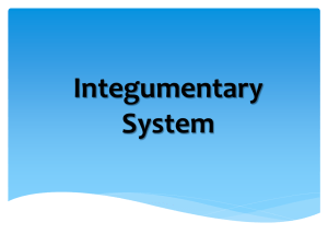 12_S070801L_Integumentary System