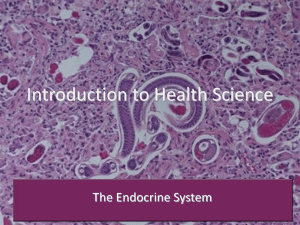 Introduction to Health Science The Endocrine System