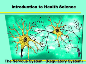 Introduction to Health Science The Nervous System   (Regulatory System)