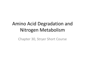 Amino Acid Degradation and Nitrogen Metabolism Chapter 30, Stryer Short Course