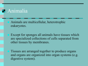 Tree of Life Animalia 1