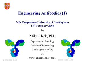 MClark_Engineering_Antibodies_1
