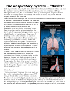 Article - The Respiratory System Basics