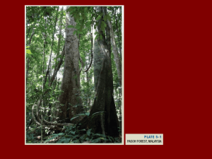 Slides: Chapter 5: A Study in Biodiversity: Rain Forest Tree Species Richness