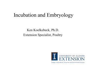 Incubation and Embryology