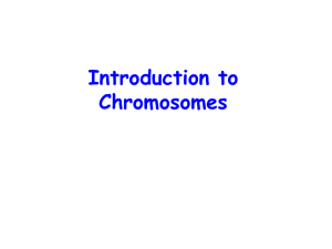 pp01 chromosomes