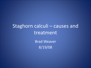 Staghorn Calculi -- Causes and Treatments