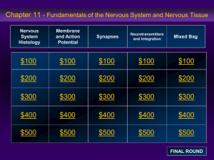Ch11 Fundamentals of the Nervous System and Nervous Tissue