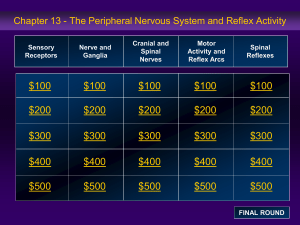 Ch13 Peripheral Nervous System and Reflex Activity