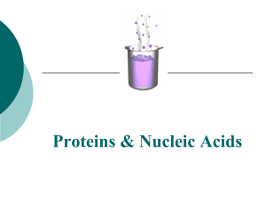 10. Proteins and Nucleic Acids PPT