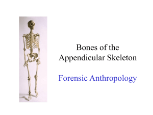 5. Appendicular Skeleton - WEB