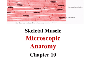 2. Skeletal Muscle Anatomy WEB