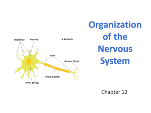 2. Nervous System Organization WEB