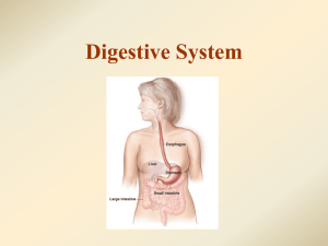 4. Digestive System WEB