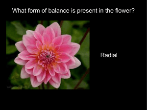 What form of balance is present in the flower? Radial