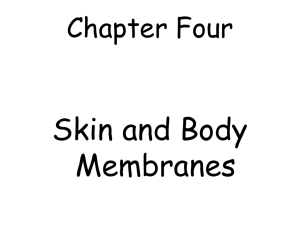 Skin and Body Membranes Chapter Four