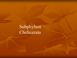 Subphylum Chelicerata