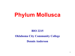 Phylum Mollusca BIO 2215 Oklahoma City Community College Dennis Anderson