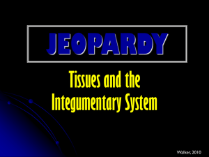 JEOPARDY Tissues and the Integumentary System Walker, 2010