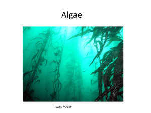 Algae kelp forest
