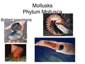 Mollusks Phylum Mollusca Bottled specimens