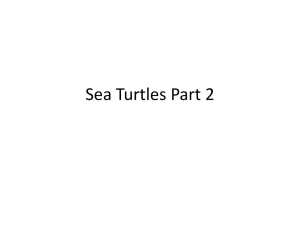 Sea Turtles Part 2