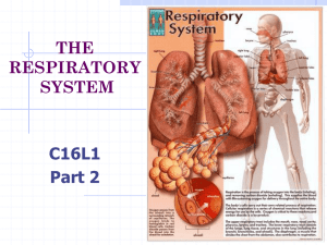 THE RESPIRATORY SYSTEM C16L1
