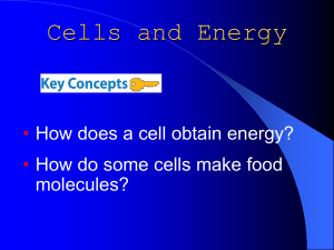 Cells and Energy • How does a cell obtain energy?