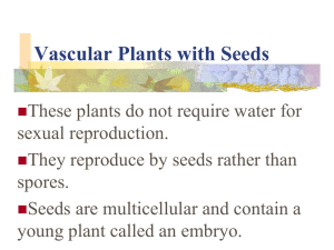 Vascular Plants with Seeds