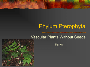 Phylum Pterophyta Vascular Plants Without Seeds Ferns