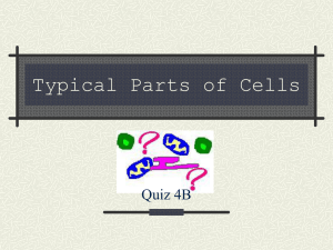 Typical Parts of Cells Quiz 4B