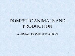 DOMESTIC ANIMALS AND PRODUCTION ANIMAL DOMESTICATION 1