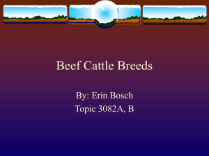 Beef Cattle Breeds By: Erin Bosch Topic 3082A, B