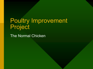 Poultry Improvement Project The Normal Chicken