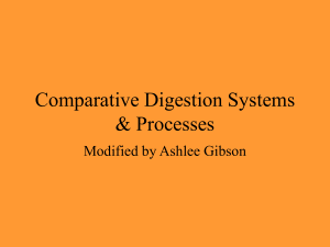 Comparative Digestion Systems &amp; Processes Modified by Ashlee Gibson