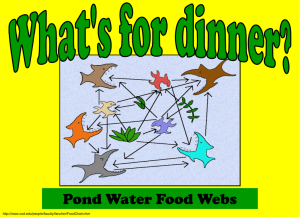 Pond Water Food Webs