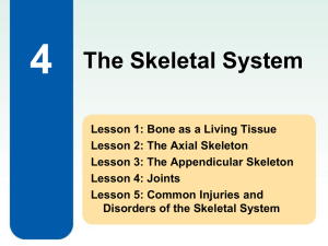 4 The Skeletal System