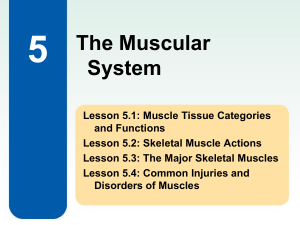 5 The Muscular System