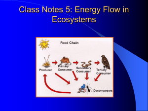Class Notes 5: Energy Flow in Ecosystems