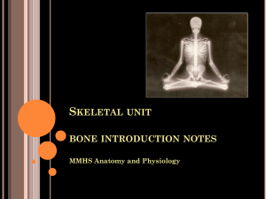 S KELETAL UNIT BONE INTRODUCTION NOTES MMHS Anatomy and Physiology