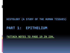 PART 1:  EPITHELIUM HISTOLOGY (A STUDY OF THE HUMAN TISSUES)