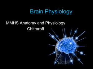 Brain Physiology MMHS Anatomy and Physiology Chitraroff