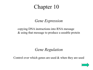 Chapter 10 &amp; Gene Expression Gene Regulation