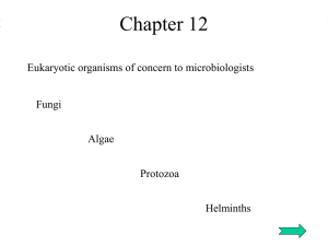 Chapter 12 Eukaryotic organisms of concern to microbiologists Fungi Algae