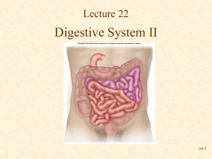 Digestive System II Lecture 22 24-1