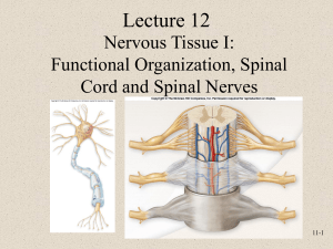Lecture 12 Nervous Tissue I: Functional Organization, Spinal Cord and Spinal Nerves