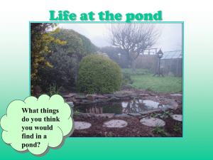 Life at the pond What things do you think you would