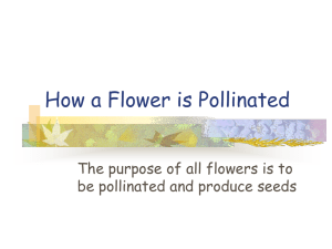 How a Flower is Pollinated be pollinated and produce seeds