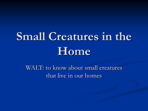 Small Creatures in the Home WALT: to know about small creatures