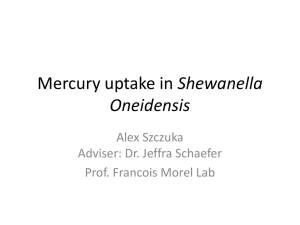 Shewanella Oneidensis Alex Szczuka Adviser: Dr. Jeffra Schaefer